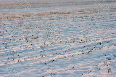 Snow