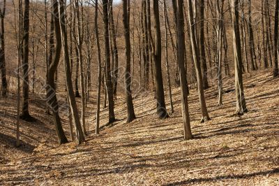 Forest
