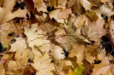 Fallen leaves