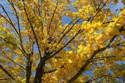 Autumn