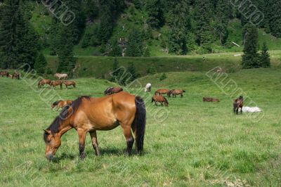 Horses