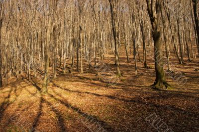 Forest