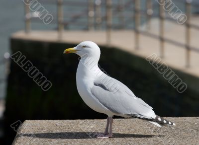 Seagull