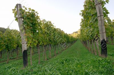 Grapeyard