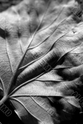 Leaf
