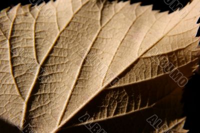 Leaf