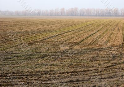 Field