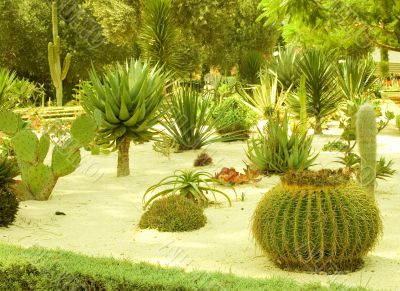 Cactus