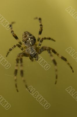 Spider on web