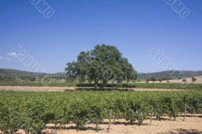 vineyard