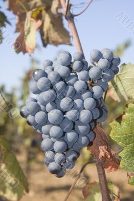 grapes