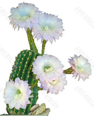 Cactus flower