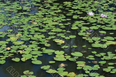 lilly pads