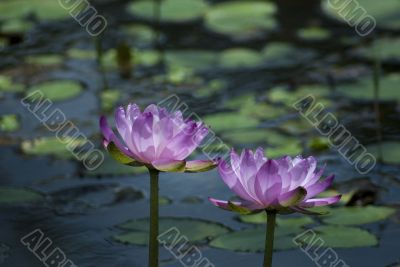 pink lilies
