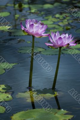 pink lilies with bees