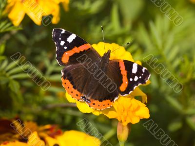 butterfly on yellow flowers