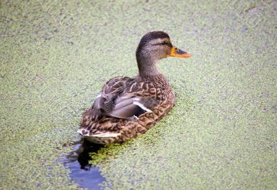 Duck in duckweed