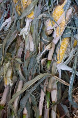 corn
