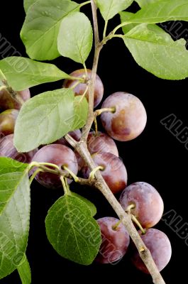 wild-plum closeup