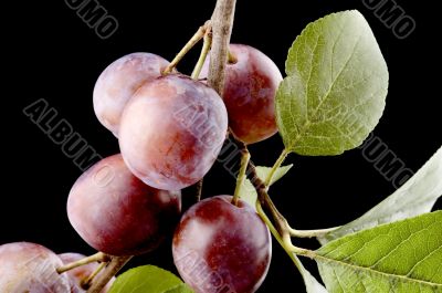 wild-plum on white
