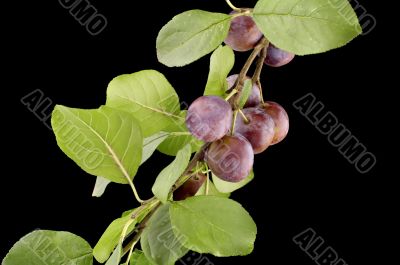wild-plum
