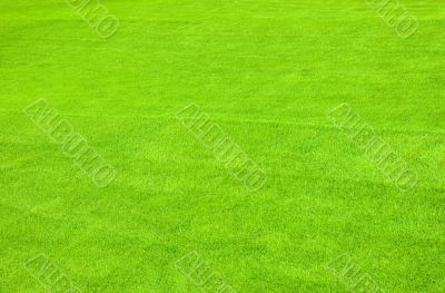 Grass