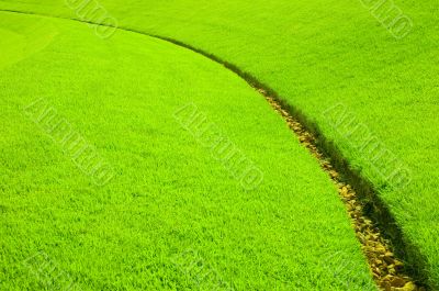 Grass