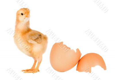 Chicken yellow with broken eggshells