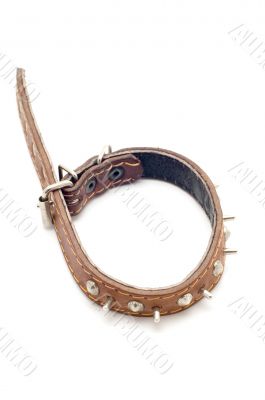 collar for dog macro