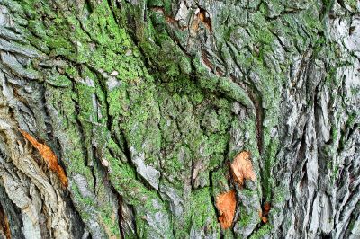 Bark of the tree, it grows green lichen
