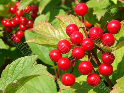 red viburnum berries