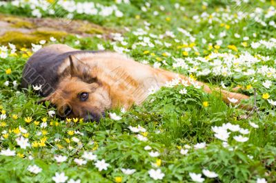 Germany sheep-dog laying in garden with white spring flowers