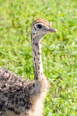 little ostrich portrait