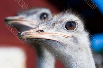 ostrich portrait