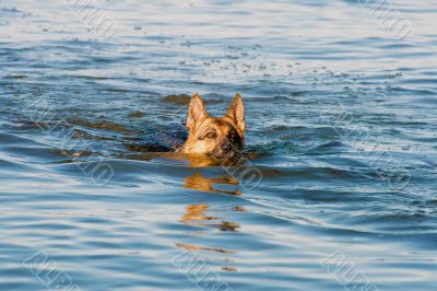 swiming Germany sheep-dog