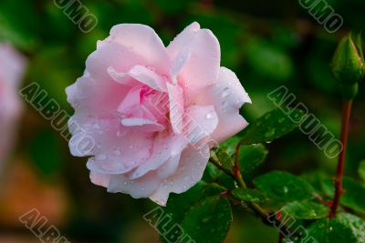 Rose after a rain