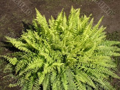 Green Fern