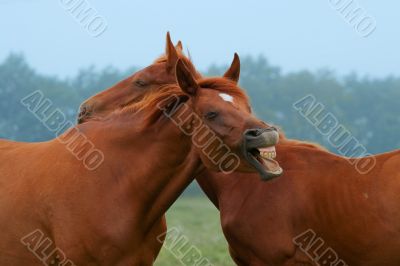 two red horses. one laughing horse