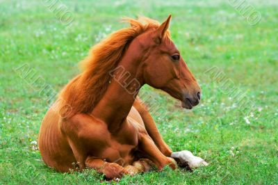 beautiful red horse laying on the grass