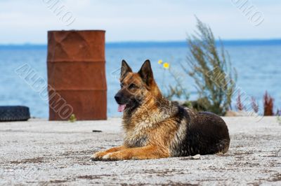 beautiful Germany sheep-dog laying on a sea berth