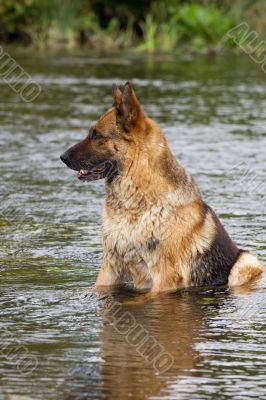 wet Germany sheep-dog