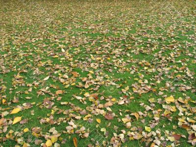 grass covered with orange leaves