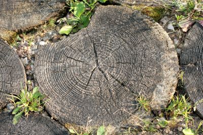 wood circles