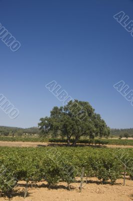 vineyard