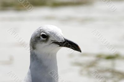 Florida Shore bird