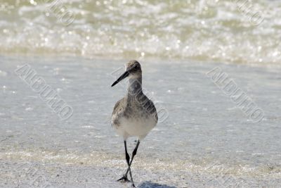 Florida Shore bird