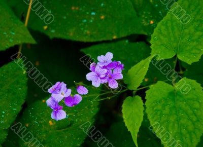 Forget-me-not