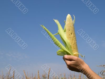 Hand holding corn cob