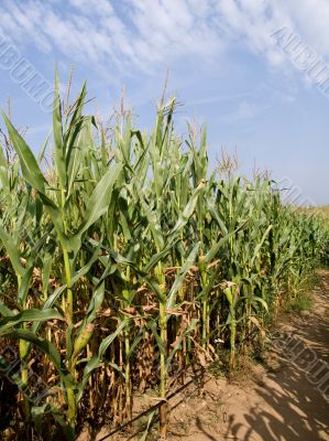 Corn field in autumn