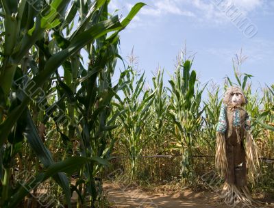 Jackstraw in the corn field